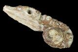 Fossil Fish (Ichthyodectes?) Jaw Section - Kansas #146338-1